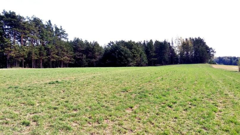 Działka Przejma Wysoka 6338 m2 gm. Szypliszki rolno-budowlana